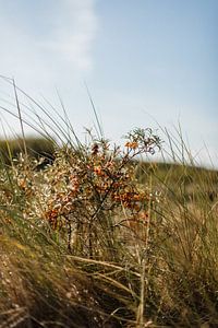 Duingras op Ameland van Holly Klein Oonk