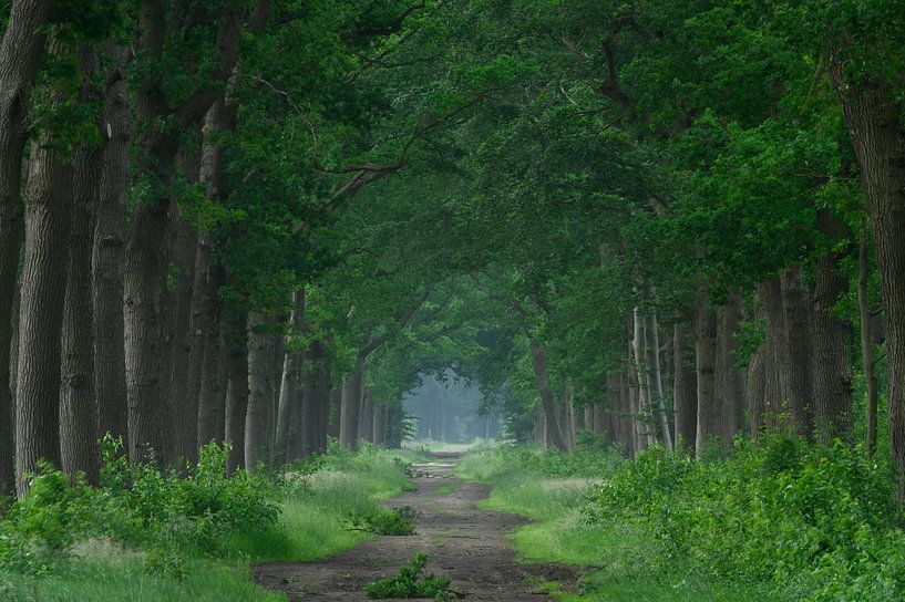De statige bomen langs de van Michel Knikker