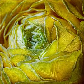 Yellow peony, close-up by Marcel Bakker