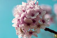 Blossom Flower