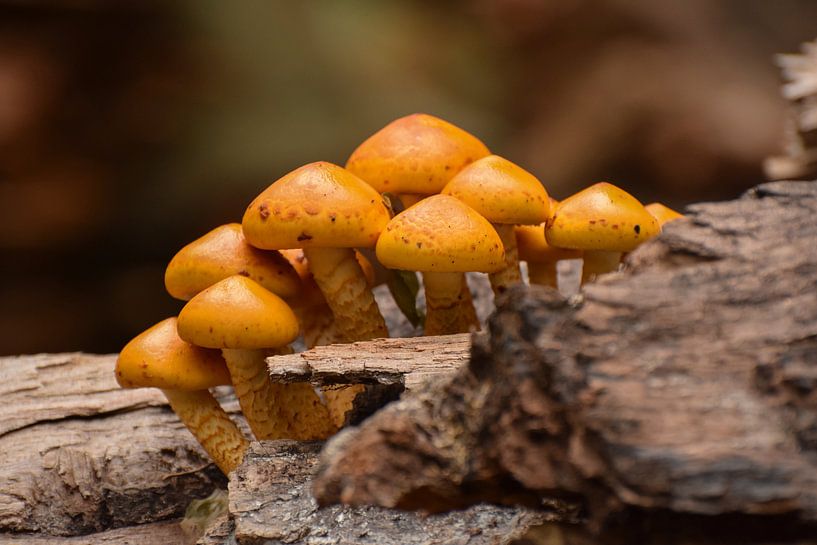 Les champignons d'automne dans la forêt par Gina van den Berge