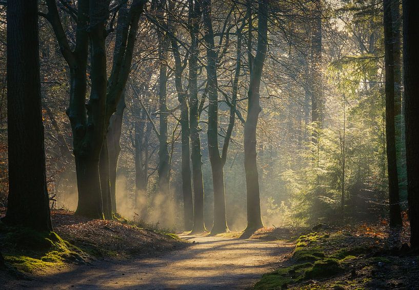 Sunrise in the forest with fog by Margreet Riedstra