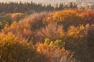 Kapwald im Herbst