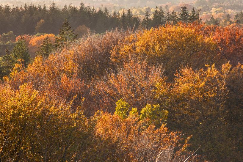 Kapwald im Herbst von Martijn Schruijer