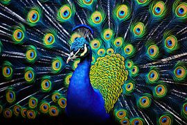 Peacock art