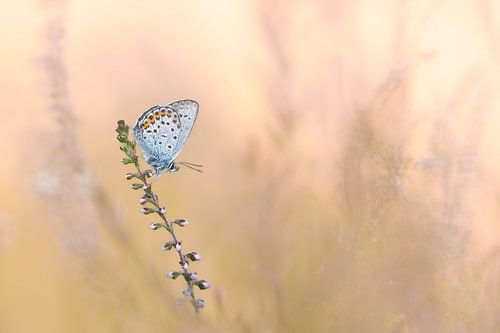 Azuré des bruyères dans une lumière douce
