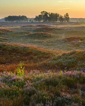 Sonnenaufgang über einer schönen blühenden Heide von Jos Pannekoek