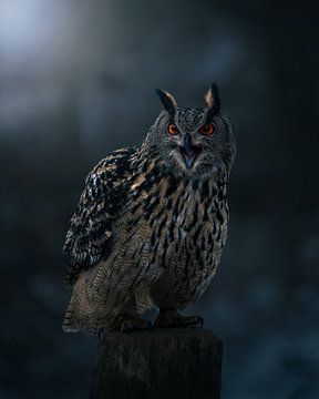 Eagle owl in the dark forest by Nils Hornschuh