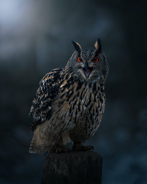 Oehoe in het donkere bos van Nils Hornschuh