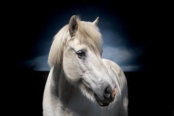 Mystiek IJslands paard van Angelika Beuck