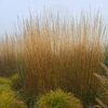 Des graminées orées dans la brume matinale. sur Jose Lok