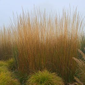 Golden ornamental grasses in the morning mist. by Jose Lok
