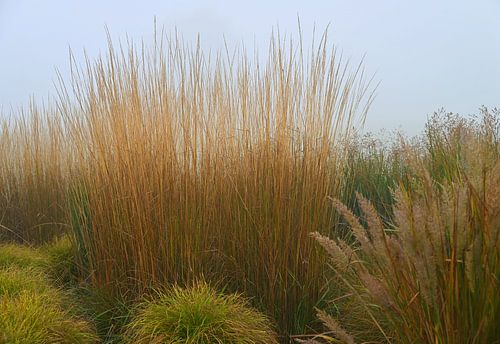 Goldene Ziergräser im Morgennebel. von Jose Lok