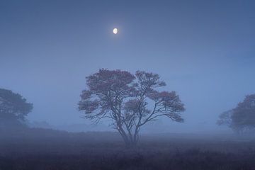 Johannisbeerbaum an einem nebligen Morgen | Landschaftsfotografie | Hilversumer Heide von Marijn Alons