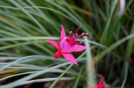 Fuchsia bloem von Carina Diehl Miniaturansicht