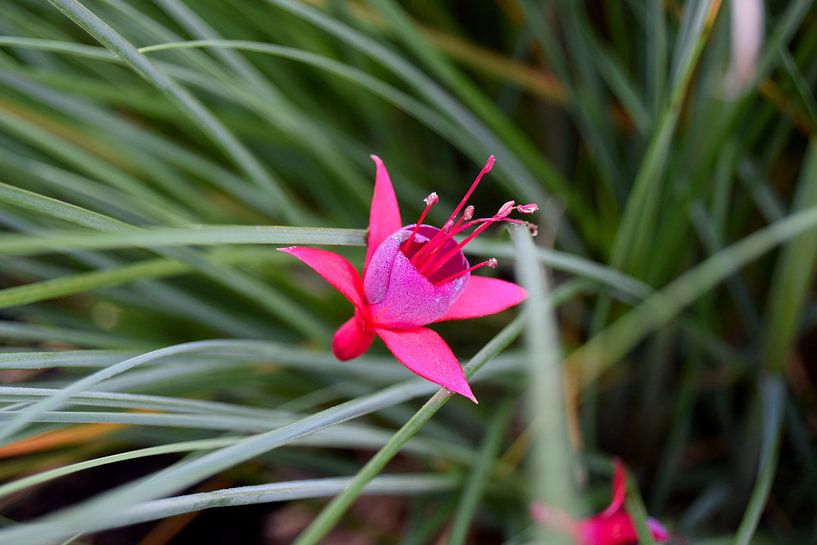 Fuchsia bloem von Carina Diehl