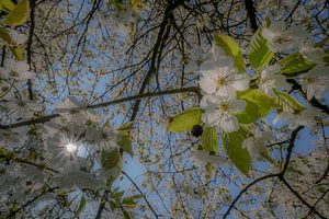 Bloesem in zonlicht von Moetwil en van Dijk - Fotografie