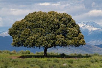 Steeneik in Extremadura met op de achtergrond Sierra de Gata van Lex van Doorn