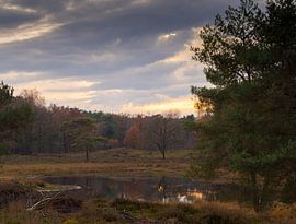 Herbstlicht von Wendy Drent