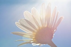 Sonnige Blume