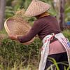 Het oogsten van de rijst in de rijstvelden van Ubud, Bali van Jeroen Langeveld, MrLangeveldPhoto