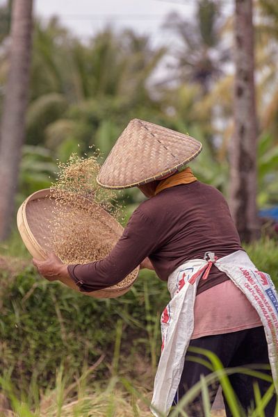 Récolte du riz dans les rizières d'Ubud, Bali par Jeroen Langeveld, MrLangeveldPhoto