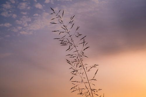 Spaziergang durch die Felder