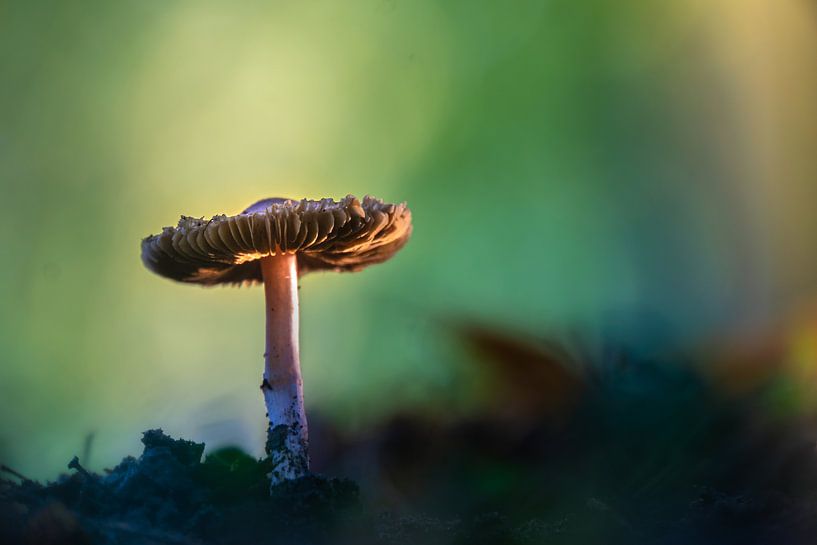 Mushroom park in the light by Willian Goedhart