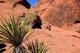 Some green at Atlatl rock by Frank's Awesome Travels