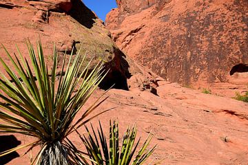 Some green at Atlatl rock by Frank's Awesome Travels