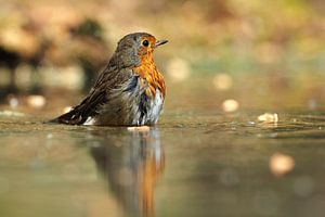 Roodborst met zijn spiegelbeeld