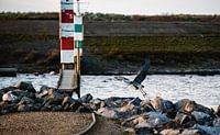 Heron at harbour