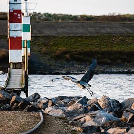 Héron au port sur Deborah Zannini