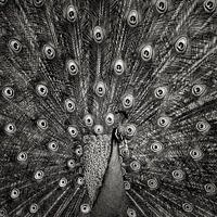 Pfau #6
