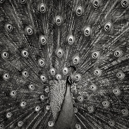 Paon #6 sur Christian Meermann