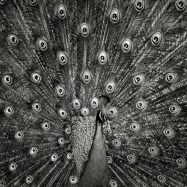 Pfau #6 von Christian Meermann