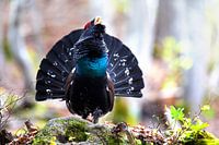 Kahl werdendes männliches Auerhuhn (Tetrao urogallus)