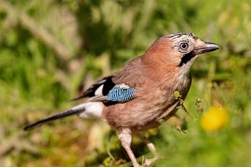 Vlaamse gaai (Garrulus glandarius) van Dirk Rüter