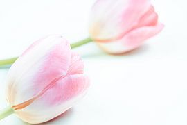 pink tulips give peace by Kay Mezarina Photography