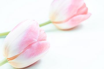roze tulpen geven rust van Kay Mezarina Photography