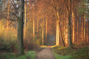 Zonsopkomst in het bos van René Jonkhout