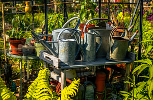 Zinkgießkannen & Tontöpfe – Gartenstillleben im Sommerlicht
