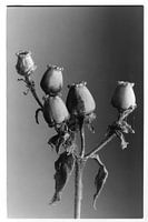 Botanisches Porträt 1