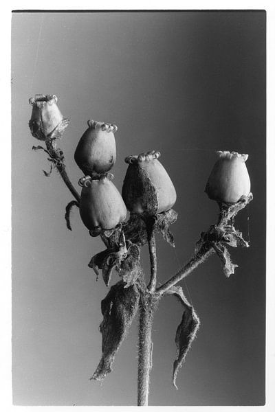 Botanisches Porträt 1 von Casper Zuidwijk