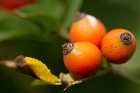 Fruits of the rose, rose hips in late summer