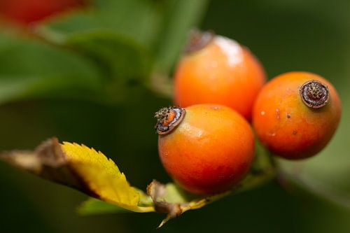 Fruits de la rose, cynorrhodons à la fin de l'été