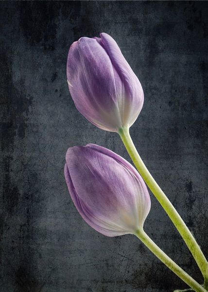 Pair of tulips by Andreas Berheide Photography