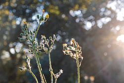 Blumen im Sonnenuntergang