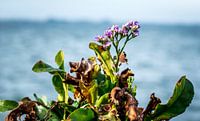 Limonium vulgare