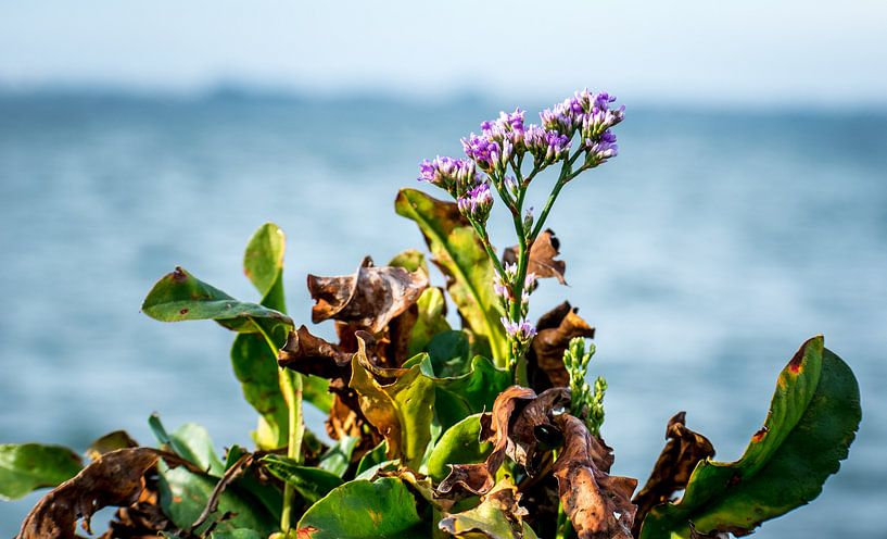 Limonium vulgare van Roland van Tilborg
